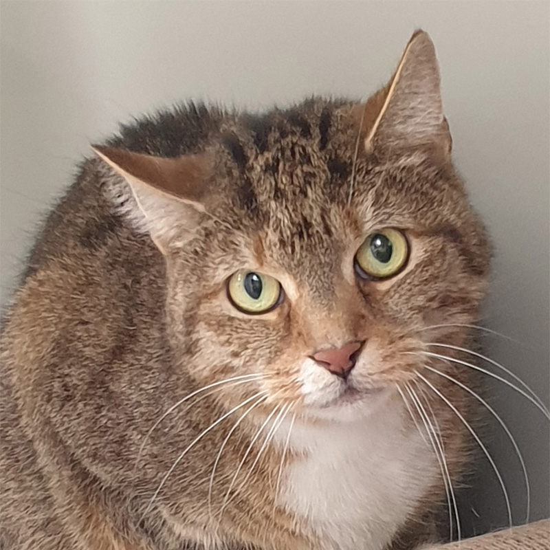 nelina-titelbild-20240425