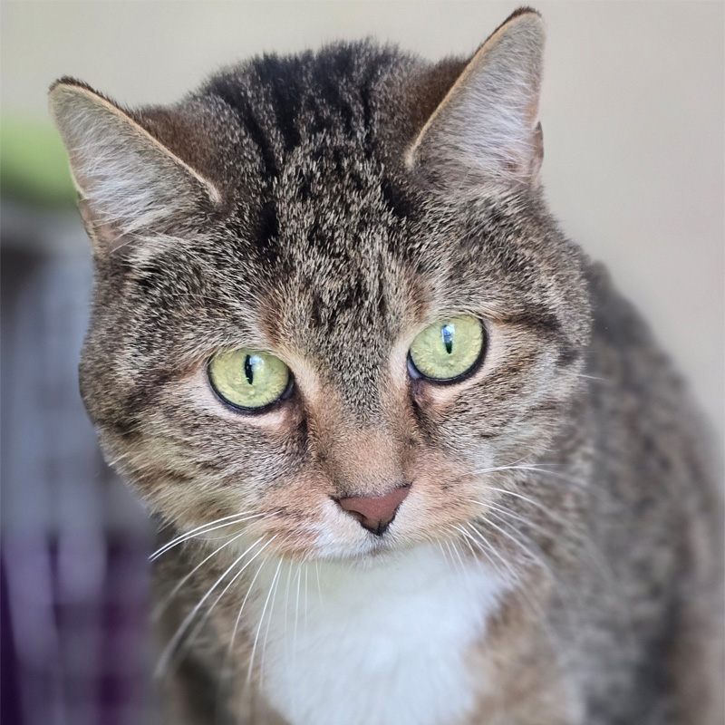 nelina1-profilbild-20240425