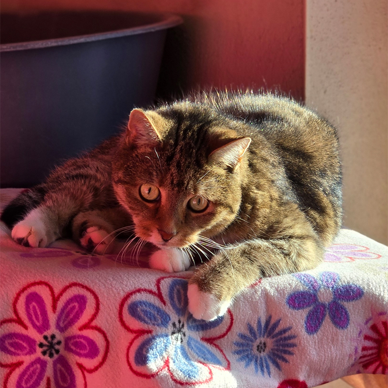 nelina1-profilbild-20241227