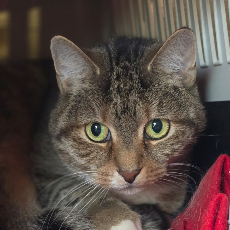 nelina2-profilbild-20240425