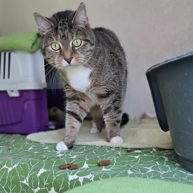 nelina3-profilbild-20240425