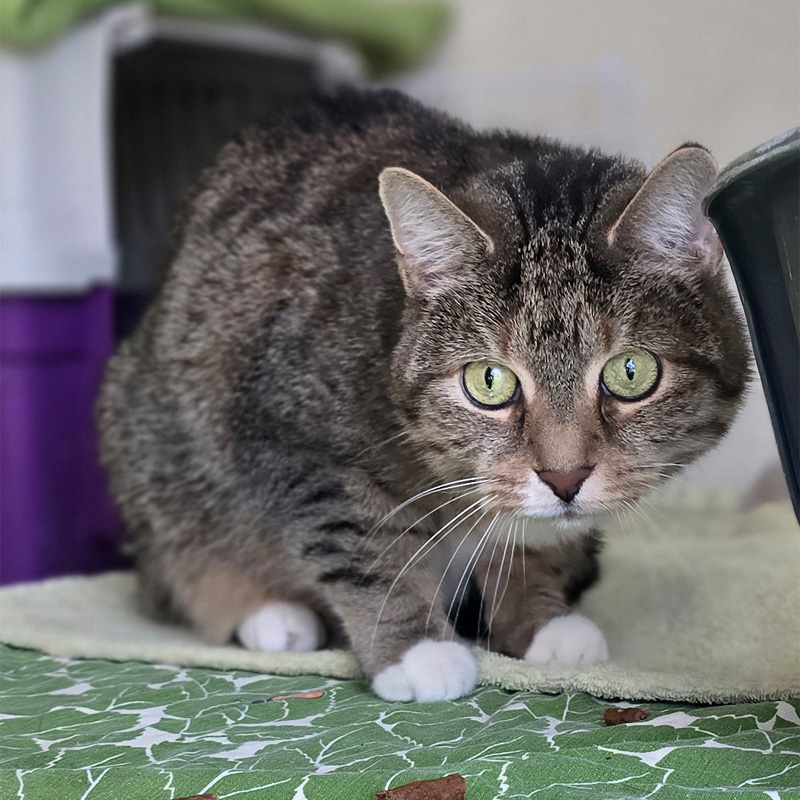 nelina4-profilbild-20240425