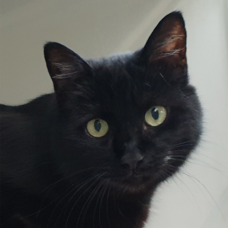 nelly-titelbild-20230413