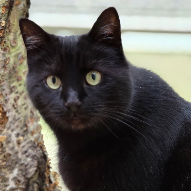 nelly-titelbild-20240313