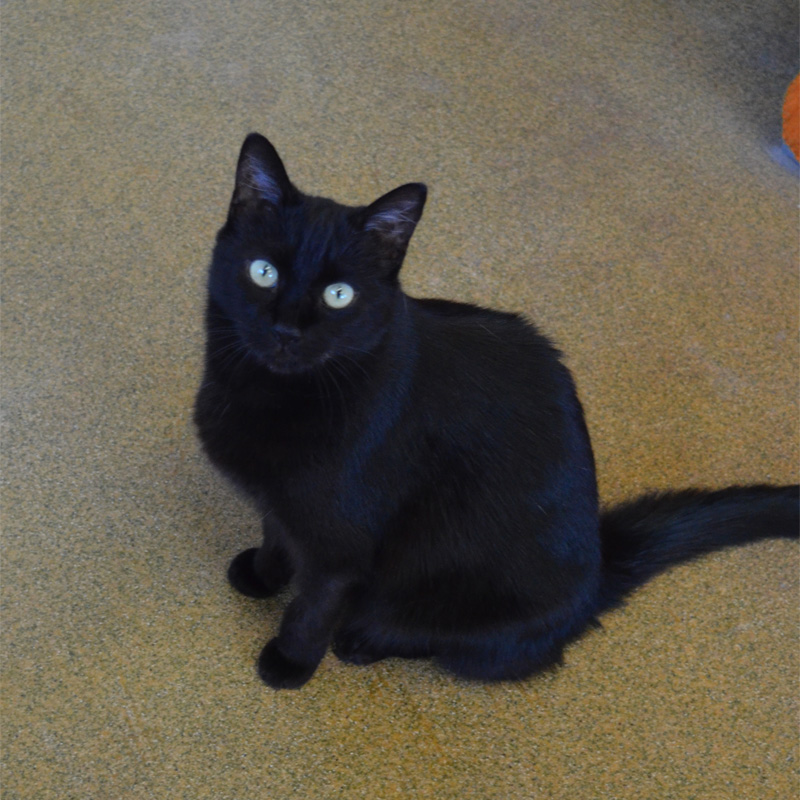 nelly1-profilbild-20230413