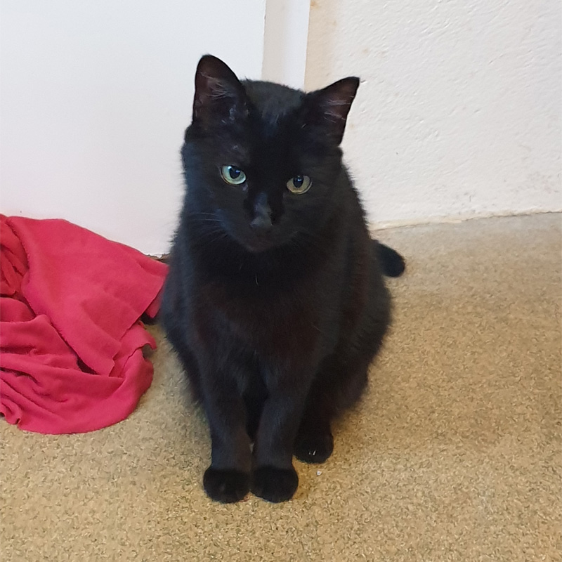 nelly5-profilbild-20230413