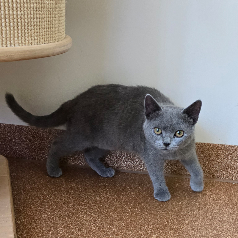 nino1-profilbild-20250709