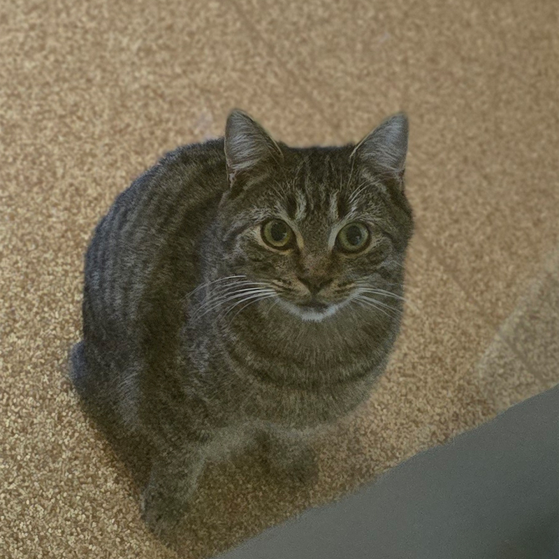 nugetti1-profilbild-20250111