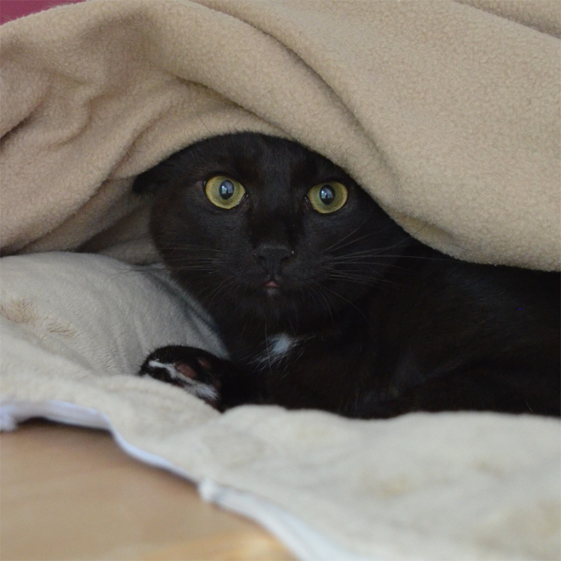 panto-titelbild-20230621