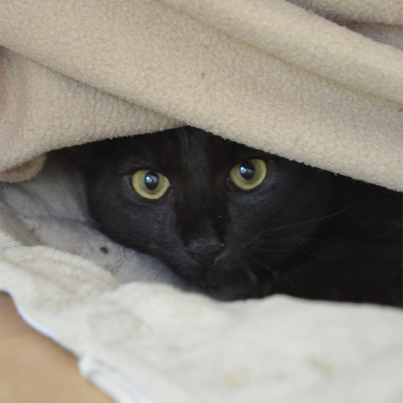 panto1-profilbild-20230621