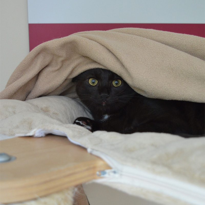 panto2-profilbild-20230621