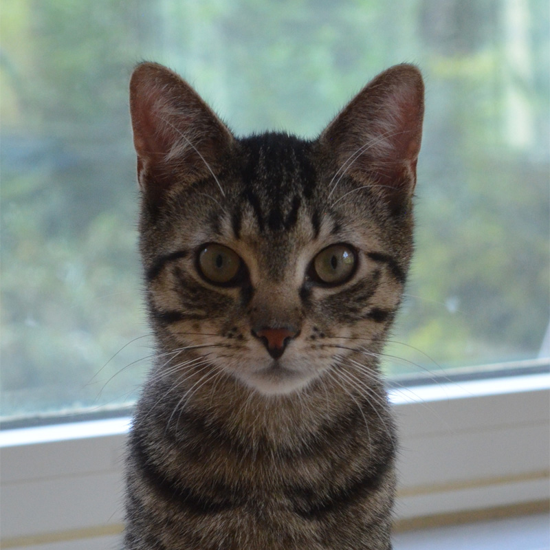 percy-titelbild-20230621