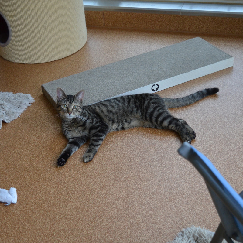 percy1-profilbild-20230621