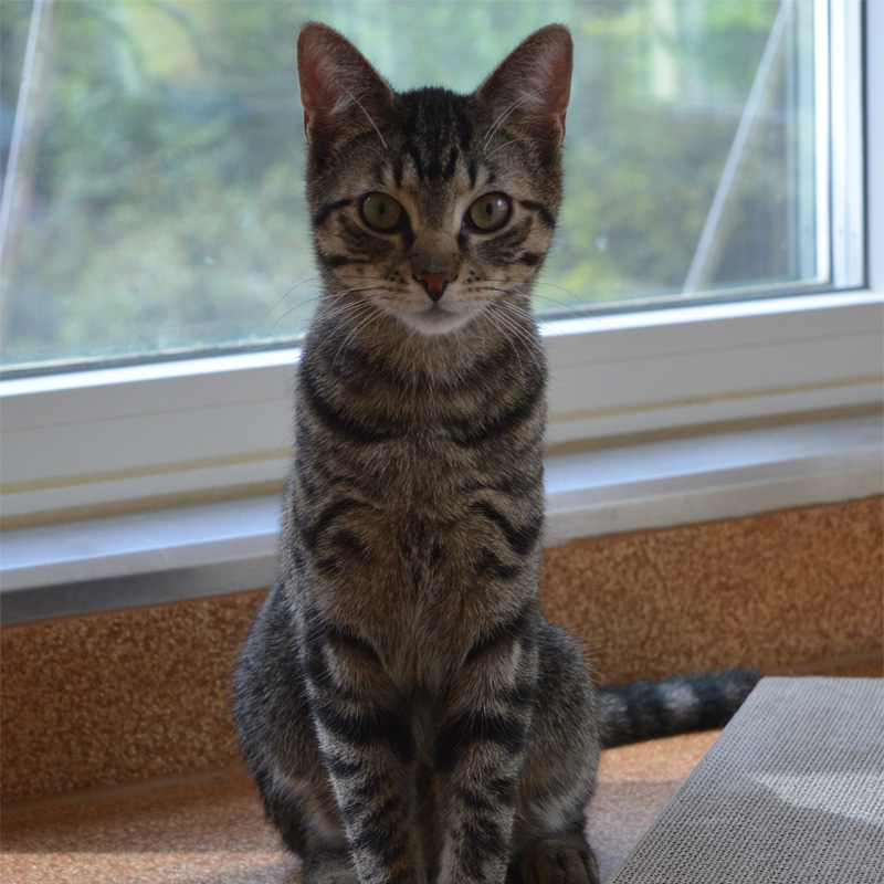 percy3-profilbild-20230621-1