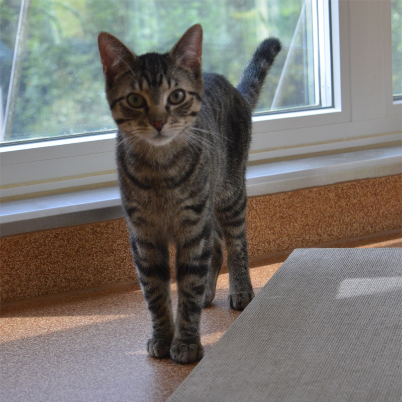 percy4-profilbild-20230621