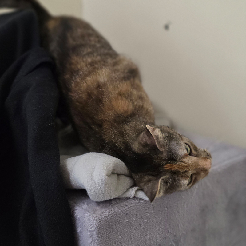 pesteh2-profilbild-20250723