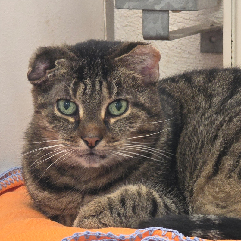 pueppi-titelbild-20241101