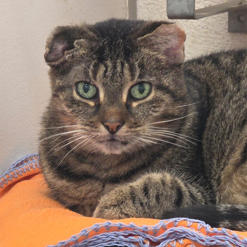 pueppi-titelbild-20250320