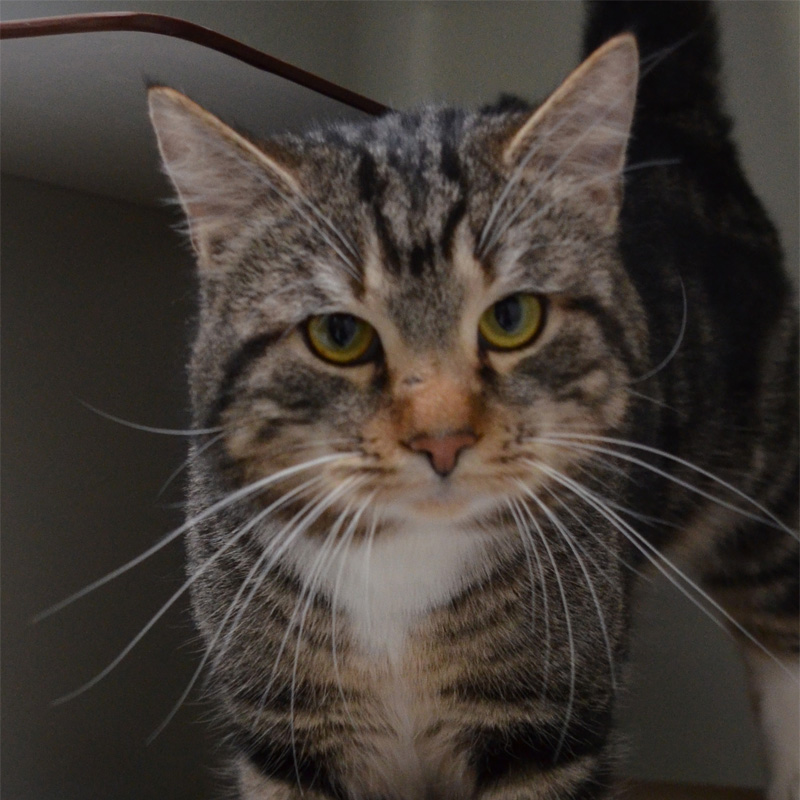 roland-titelbild-20240210