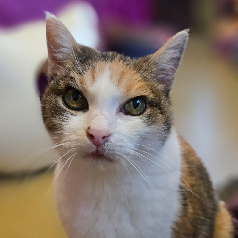 rosi-titelbild-20240314