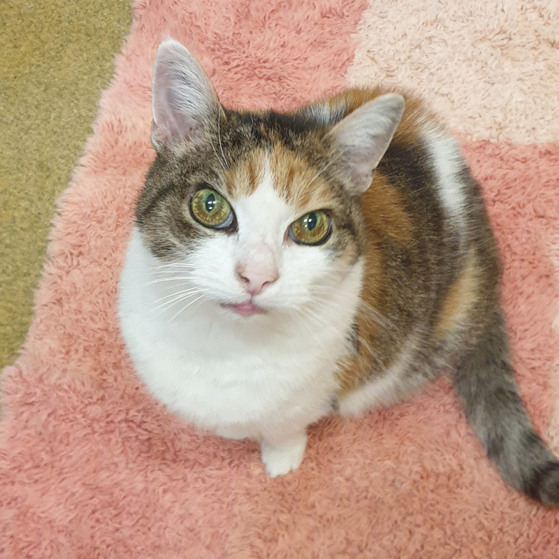 rosi1-profilbild-20240214