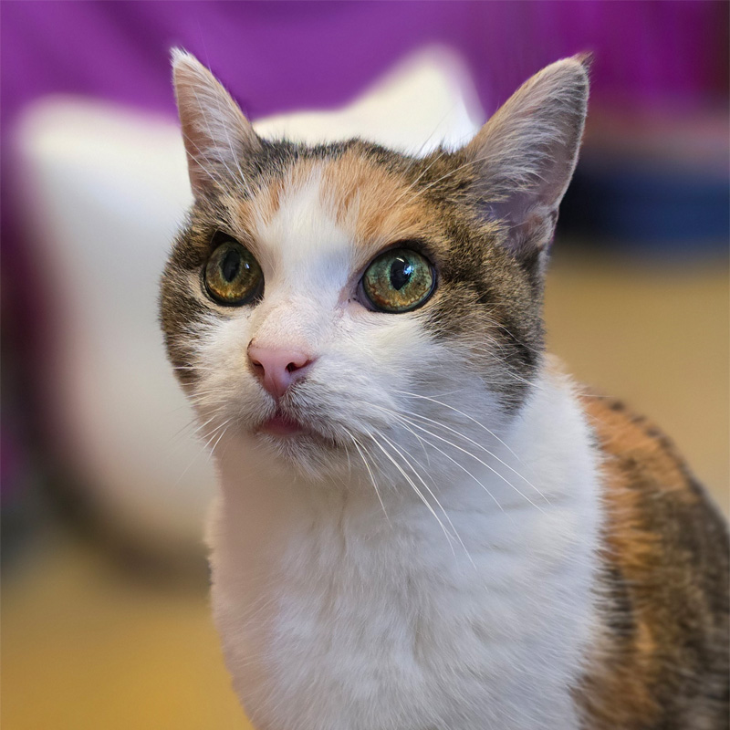 rosi1-profilbild-20240314