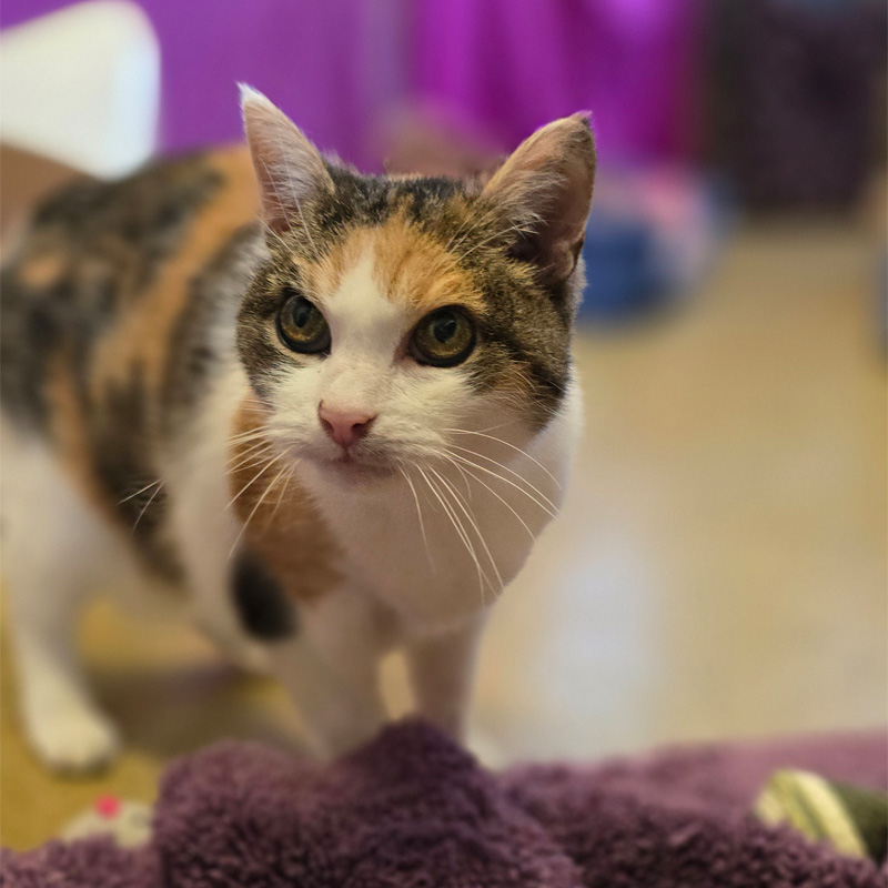 rosi2-profilbild-20240314