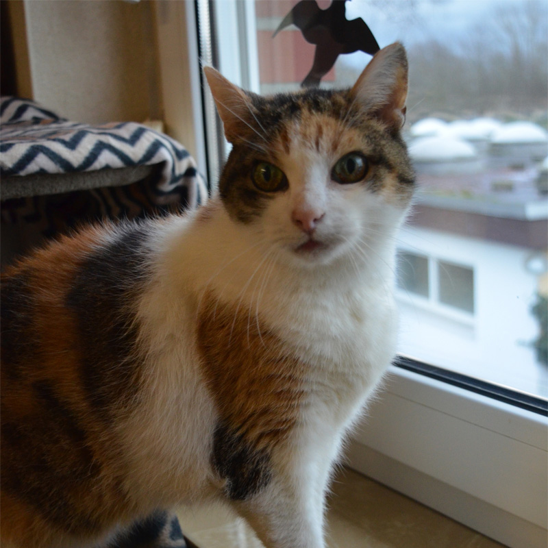 rosi3-profilbild-20240214