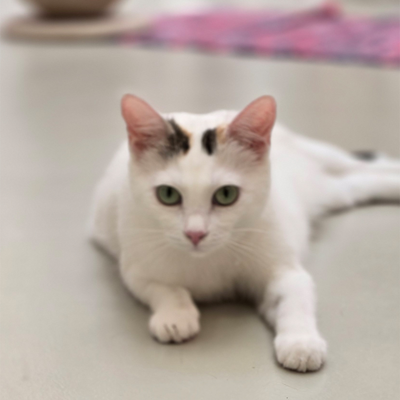 sakura1-profilbild-20250614