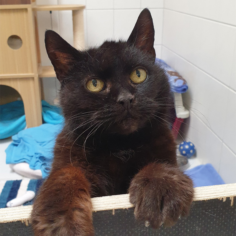 scottina-titelbild-20230603-1