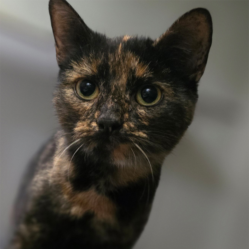 shoshanna-titelbild-20241105