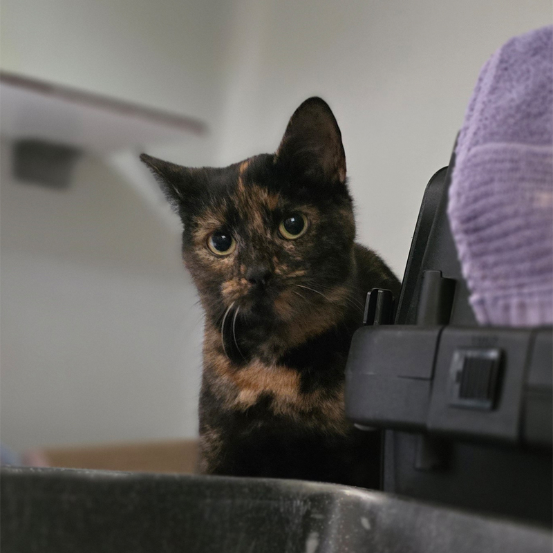 shoshanna1-profilbild-20241105