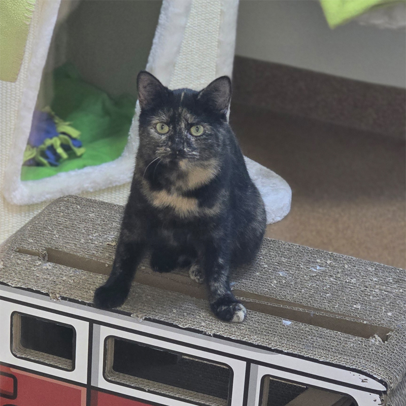 shoshanna1-profilbild-20250131