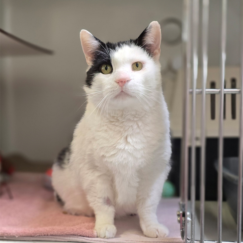 sirWillyMeier1-profilbild-20250603