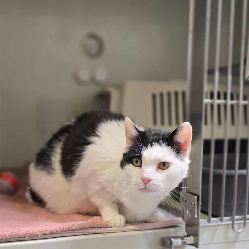 sirWillyMeier2-profilbild-20250603