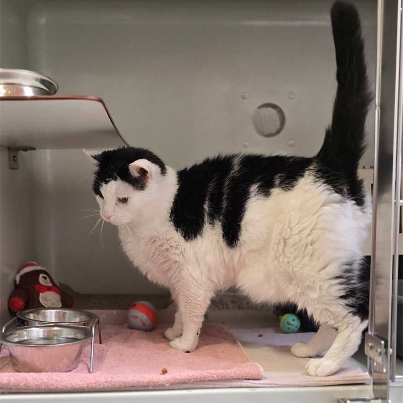 sirWillyMeier3-profilbild-20250603